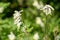 Pale corydalis pseudofumaria alba flowers