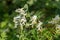 Pale corydalis pseudofumaria alba flowers