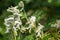 Pale corydalis pseudofumaria alba flowers