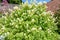 Pale corydalis pseudofumaria alba flowers