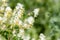 Pale corydalis (pseudofumaria alba) flowers