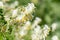 Pale corydalis (pseudofumaria alba) flowers