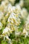 Pale corydalis (pseudofumaria alba) flowers