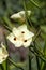 Pale creamy yellow flower with dark brown spots of an african iris