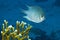 Pale Damselfish. Amblyglyphidodon indicus