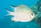 Pale damselfish swimming in blue water