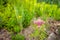 Pale dusty pink flowering hemp-agrimony in the foreground of a r