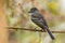 Pale-edged Flycatcher - Myiarchus cephalotes