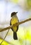 Pale-edged Flycatcher, Pale-edged Flycatcher, Myiarchus cephalotes