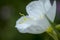 Pale evening primrose flower