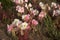 Pale Evening Primrose Oenothera albicaulis Desert Flowers Red Stems And Blooms