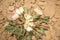 Pale Evening Primrose Oenothera albicaulis Desert Flowers In Spring Sunshine High Desert
