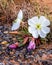 Pale Evening Primrose (Oenothera pallid) in Capitol Reef National Park during spring.