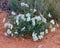 Pale Evening Primrose (Oenothera pallid) in northern Arizona during spring.