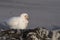 Pale-faced Sheathbill in the Falkland Islands