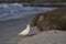 Pale-faced Sheathbill feeding in the Falkland Islands