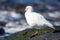 Pale faced Sheathbill or snowy sheathbill, Falkland Islands.
