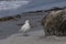 Pale-faced Sheathbill and  Southern Elephant Seal in the Falkland Islands