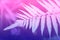 Pale fern leaf on the background of defocused forest. Ultra violet and pink duotone. Horizontal. Pattern, postcard or