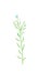 Pale flax (Linum)