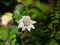 Pale flower of Great masterwort or Astrantia maxima close-up, selective focus, shallow DOF