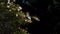 Pale flowers growing from a tree limb lit up on a sunny day