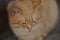 Pale ginger cat is resting closeup portrait