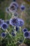 A Pale Globe-thistle-field with Bumblebees