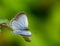 Pale grass blue pseudozizeeria maha  butterfly