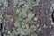 Pale grayish green lichen covering tree bark