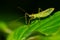 Pale Green Assassin Bug - Zelus luridus