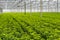 Pale green budding chrysanthemum plants in a nursery