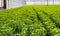 Pale green budding chrysanthemum plants in a nursery