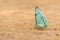 Pale green butterfly perched on sandy ground