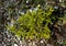 Pale green young fir on the mountain on poor land with lots of stones