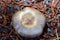 Pale grey mushroom on forest floor