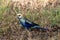 Pale-headed Rosella in Queensland Australia