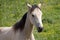 Pale horse standing in field at Outer Hope in Devon