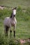 Pale horse standing in field at Outer Hope in Devon