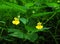 Pale Jewelweed in Flower