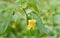Pale jewelweed flower and leaves