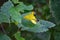 Pale Jewelweed and Spider