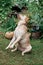 Pale Labrador sits on the grass in a bunny pose performing a command, training, summer, countryside