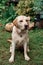 Pale Labrador sits on the grass, summer