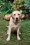 Pale Labrador sits on the grass, summer