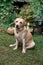 Pale Labrador sits on the grass, summer