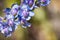 Pale larkspur Delphinium hansenii wildflowers blooming in Yosemite National Park, Sierra Nevada mountains, California