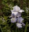 Pale Lavender Blue Bearded Irises With Amsonia Flowers