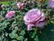 pale lavender pink rose blooom
