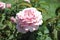 Pale lavender rose in Mississippi